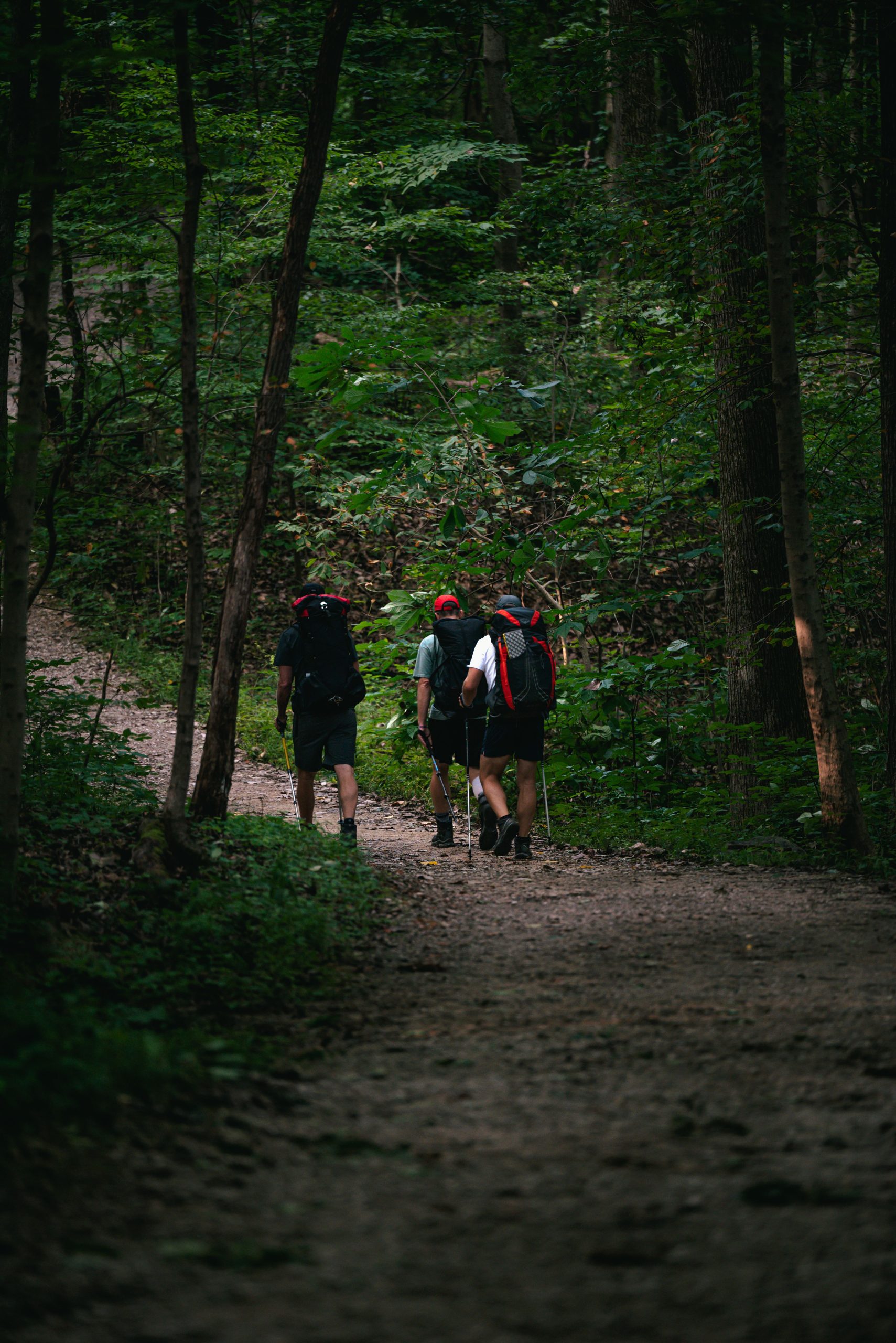 Group of hikers trekking on a forest path, immersed in nature and adventure.